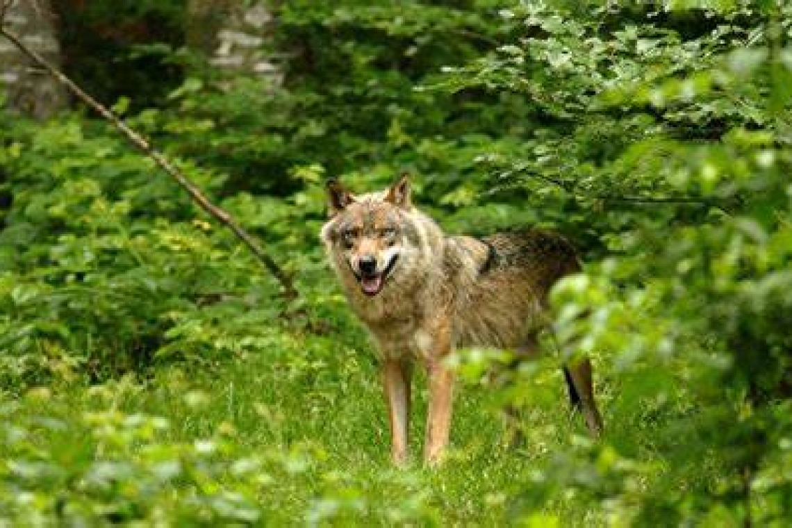 Un deuxième loup "en situation d'attaque" a été abattu dans le Doubs, dans le cadre d'opérations de défense de troupeau.